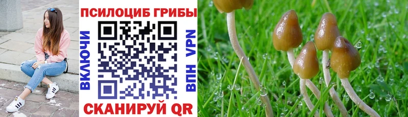 Галлюциногенные грибы Psilocybe Хадыженск